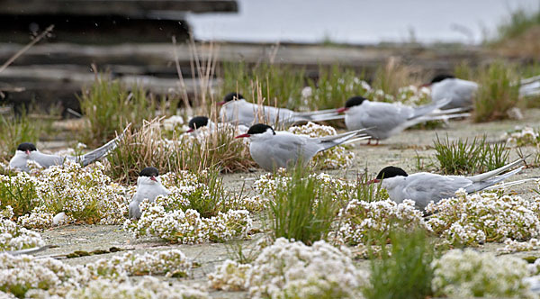 Küstenseeschwalbe (Sterna paradisaea)