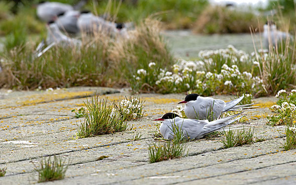 Küstenseeschwalbe (Sterna paradisaea)