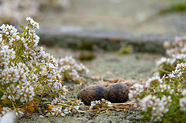 Küstenseeschwalbe (Sterna paradisaea)