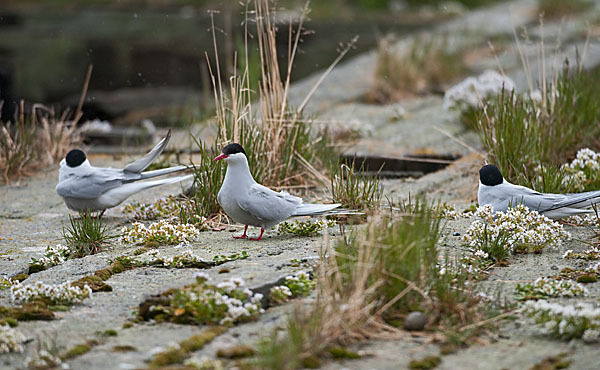 Küstenseeschwalbe (Sterna paradisaea)