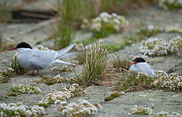 Küstenseeschwalbe (Sterna paradisaea)