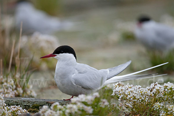 Küstenseeschwalbe (Sterna paradisaea)