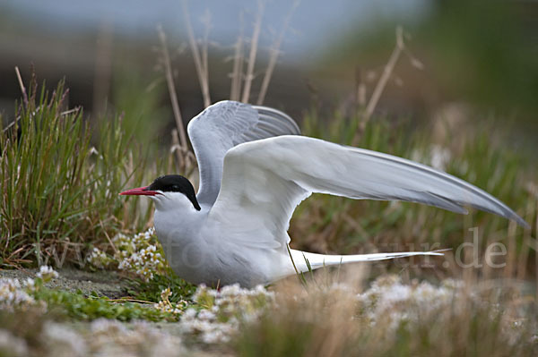 Küstenseeschwalbe (Sterna paradisaea)