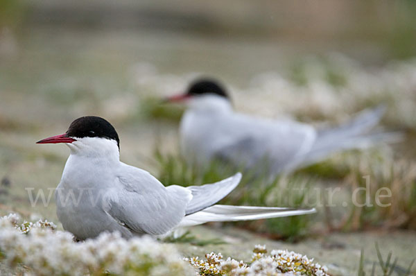 Küstenseeschwalbe (Sterna paradisaea)