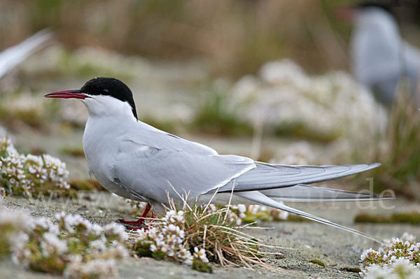 Küstenseeschwalbe (Sterna paradisaea)