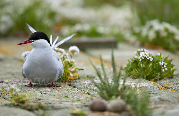 Küstenseeschwalbe (Sterna paradisaea)