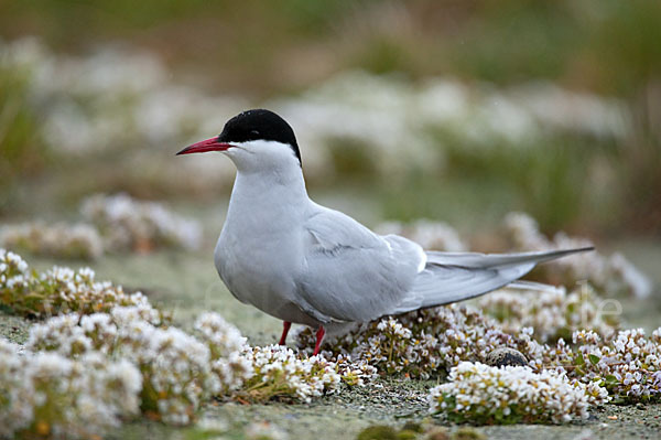 Küstenseeschwalbe (Sterna paradisaea)