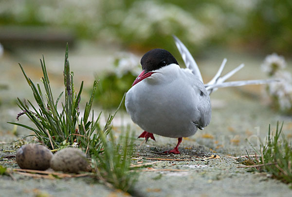 Küstenseeschwalbe (Sterna paradisaea)