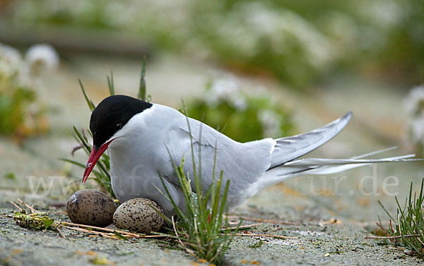 Küstenseeschwalbe (Sterna paradisaea)