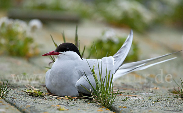 Küstenseeschwalbe (Sterna paradisaea)