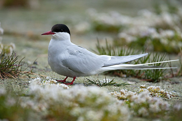 Küstenseeschwalbe (Sterna paradisaea)