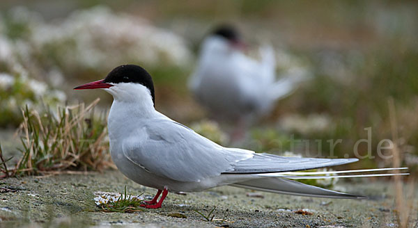 Küstenseeschwalbe (Sterna paradisaea)