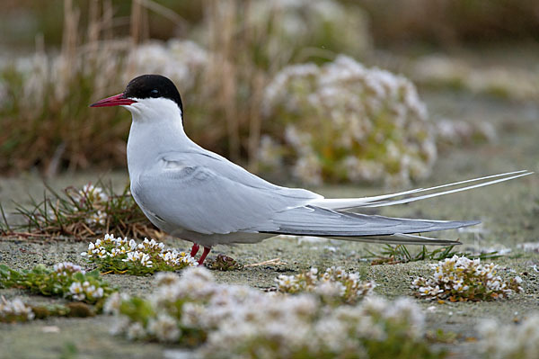 Küstenseeschwalbe (Sterna paradisaea)