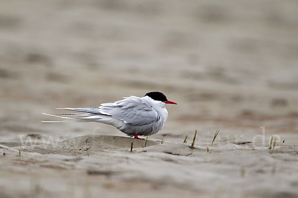 Küstenseeschwalbe (Sterna paradisaea)