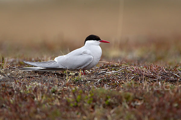 Küstenseeschwalbe (Sterna paradisaea)