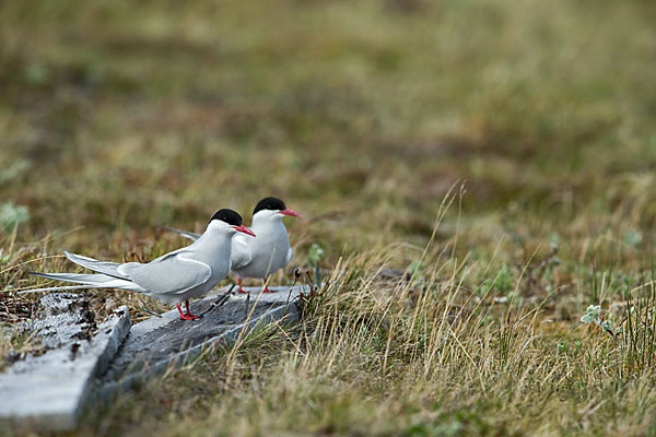 Küstenseeschwalbe (Sterna paradisaea)