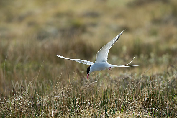 Küstenseeschwalbe (Sterna paradisaea)