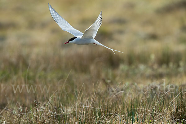 Küstenseeschwalbe (Sterna paradisaea)