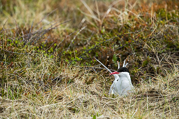 Küstenseeschwalbe (Sterna paradisaea)