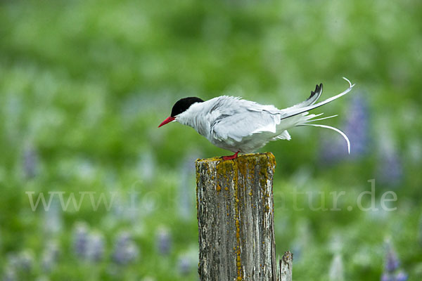 Küstenseeschwalbe (Sterna paradisaea)