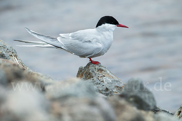 Küstenseeschwalbe (Sterna paradisaea)