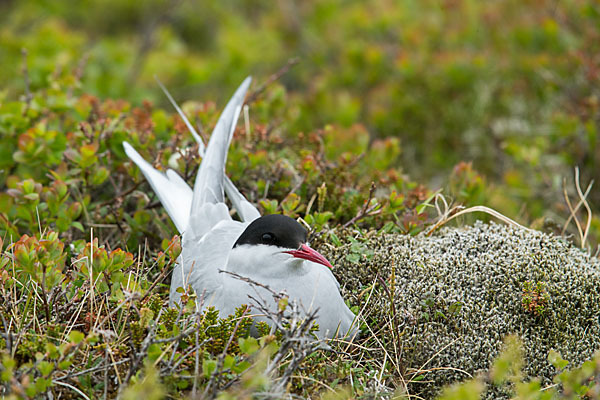 Küstenseeschwalbe (Sterna paradisaea)