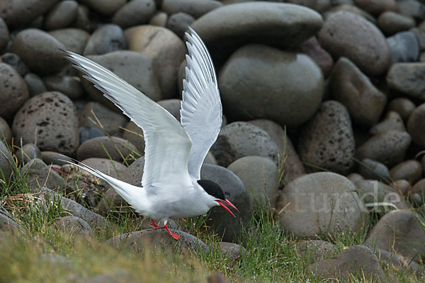 Küstenseeschwalbe (Sterna paradisaea)