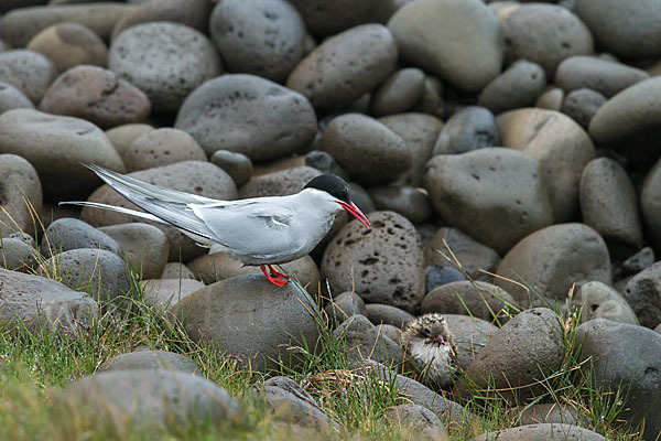 Küstenseeschwalbe (Sterna paradisaea)