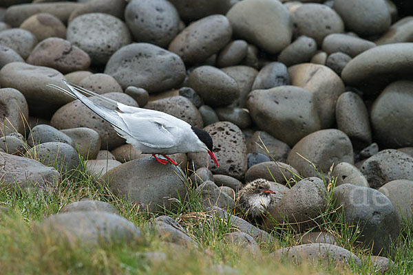 Küstenseeschwalbe (Sterna paradisaea)