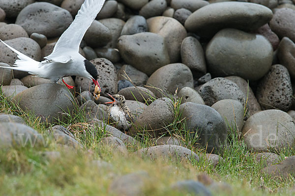 Küstenseeschwalbe (Sterna paradisaea)