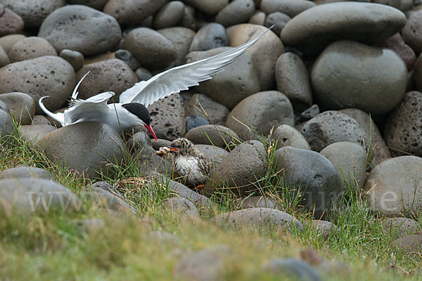 Küstenseeschwalbe (Sterna paradisaea)