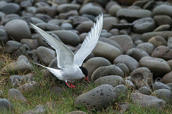 Küstenseeschwalbe (Sterna paradisaea)