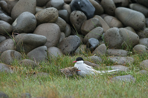 Küstenseeschwalbe (Sterna paradisaea)