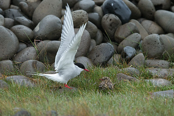 Küstenseeschwalbe (Sterna paradisaea)