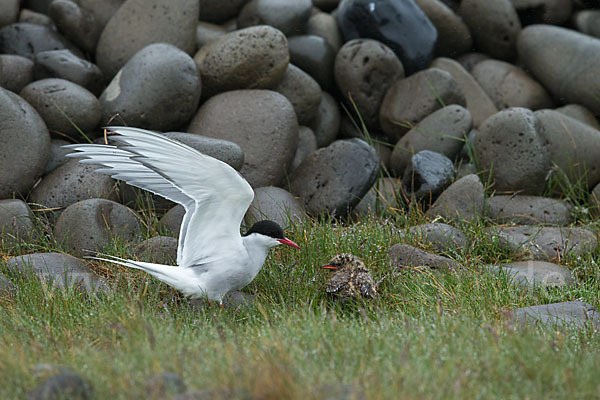 Küstenseeschwalbe (Sterna paradisaea)