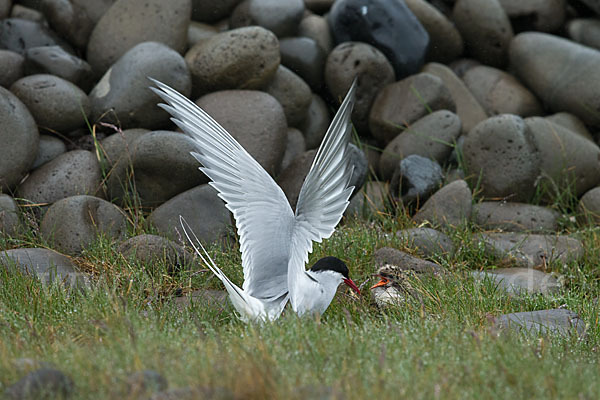 Küstenseeschwalbe (Sterna paradisaea)