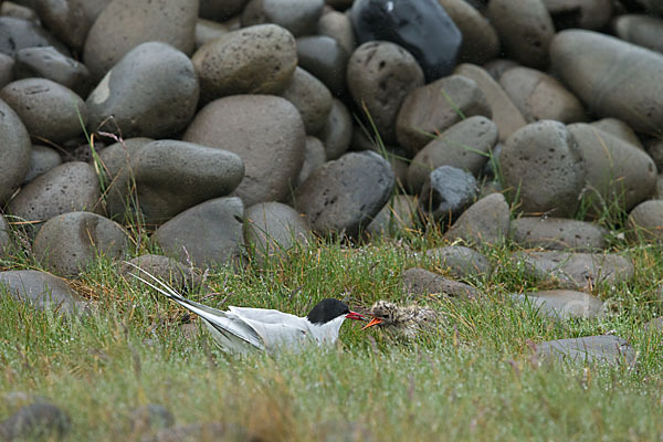 Küstenseeschwalbe (Sterna paradisaea)