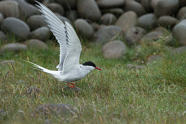 Küstenseeschwalbe (Sterna paradisaea)