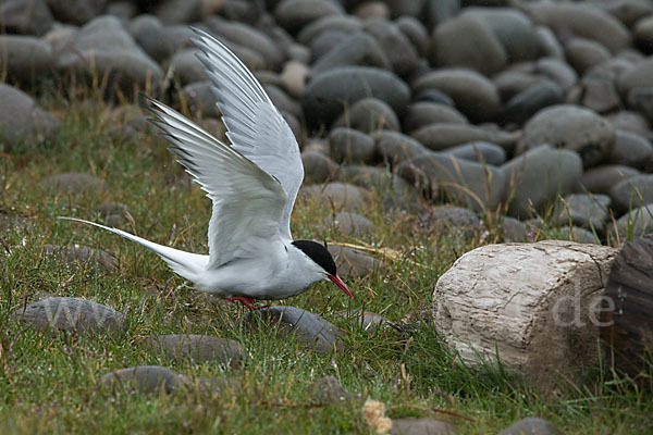 Küstenseeschwalbe (Sterna paradisaea)