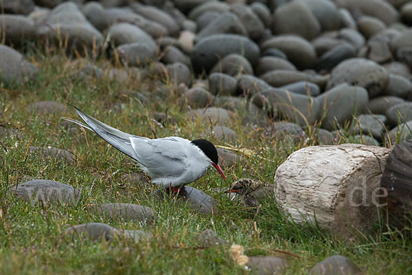 Küstenseeschwalbe (Sterna paradisaea)