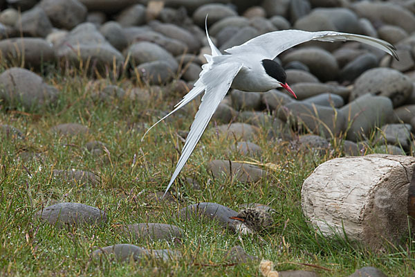 Küstenseeschwalbe (Sterna paradisaea)