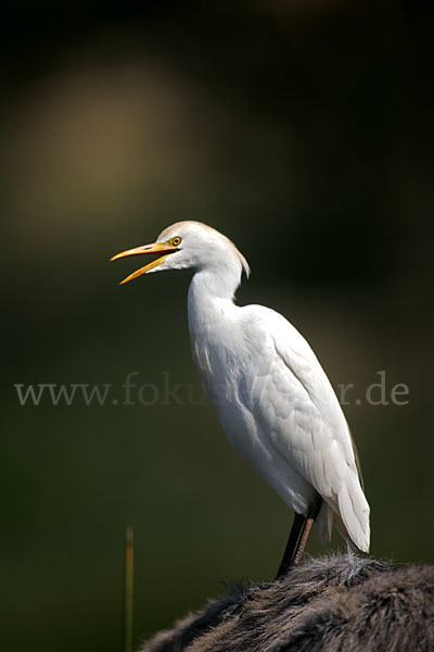 Kuhreiher (Bubulcus ibis)