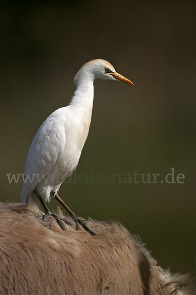 Kuhreiher (Bubulcus ibis)