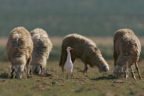 Kuhreiher (Bubulcus ibis)