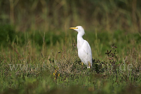 Kuhreiher (Bubulcus ibis)