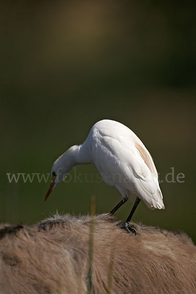 Kuhreiher (Bubulcus ibis)