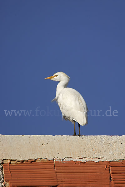 Kuhreiher (Bubulcus ibis)