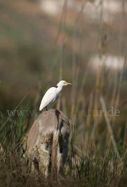 Kuhreiher (Bubulcus ibis)