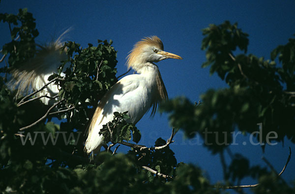 Kuhreiher (Bubulcus ibis)