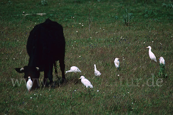 Kuhreiher (Bubulcus ibis)